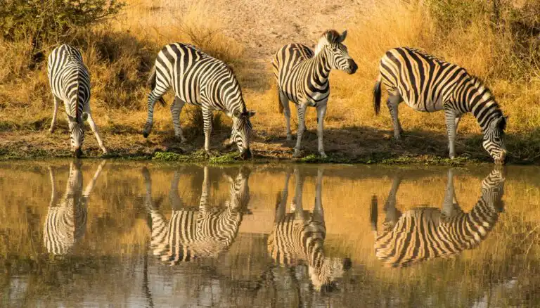 south african safari