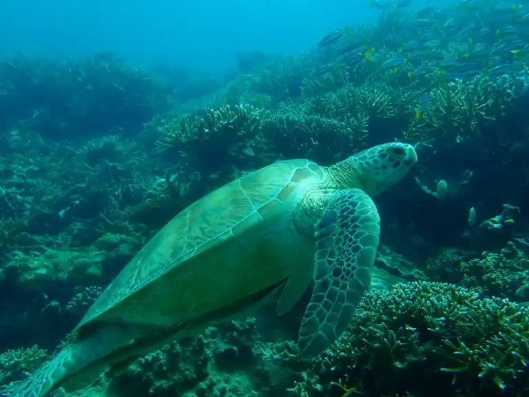 turtles in malaysia