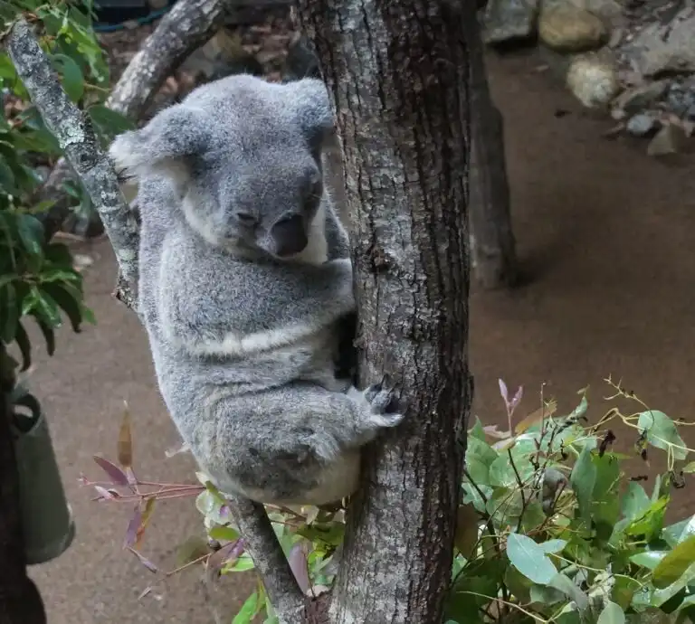 koala in australia at an ethical sanctuary